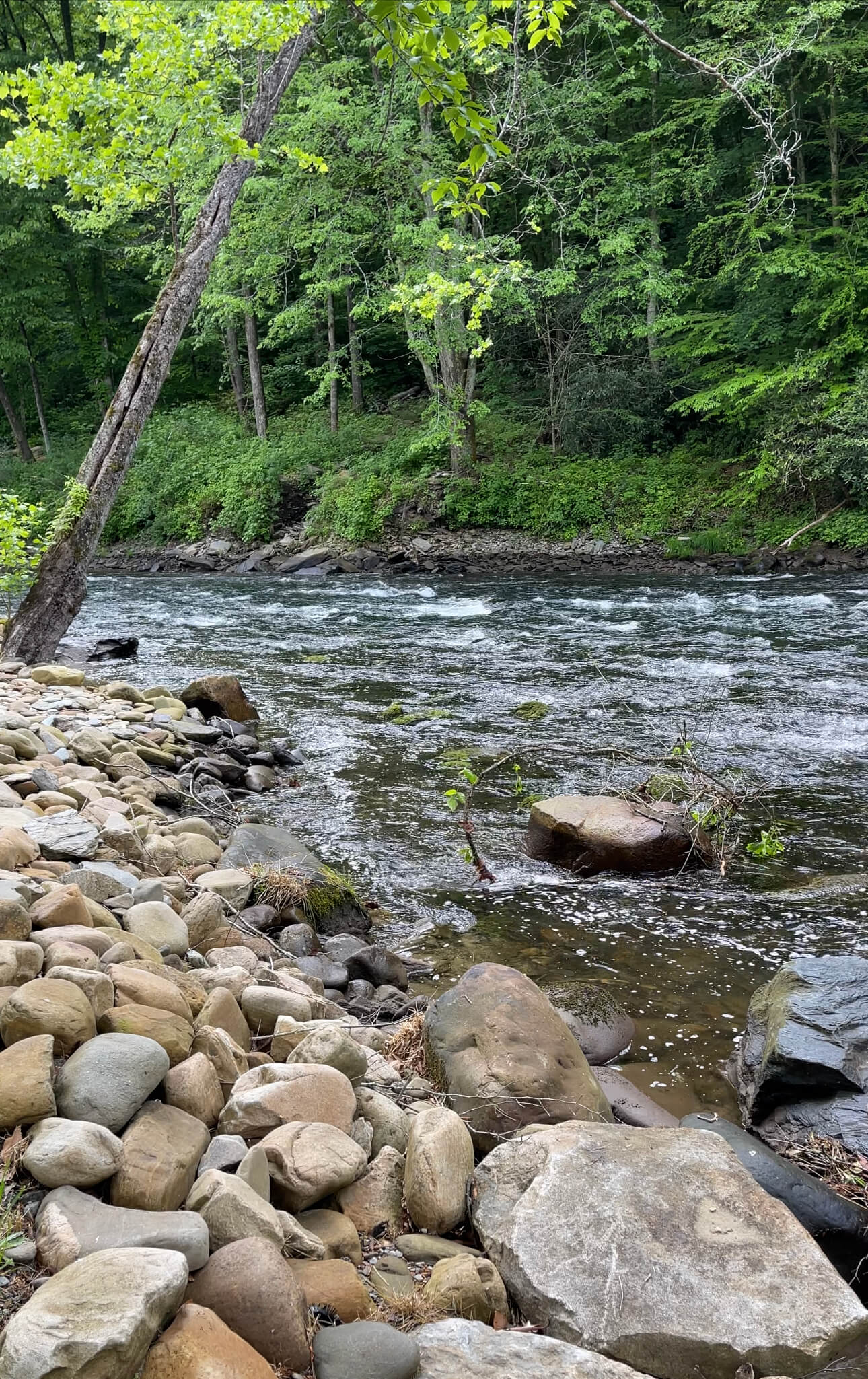 NantahalaRiver front Cabin Martin Retreats Book Direct!